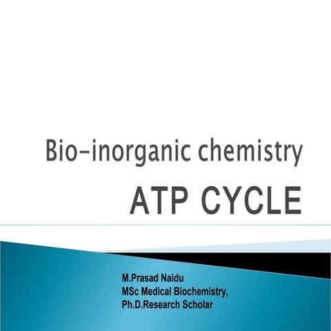 ATP cycle