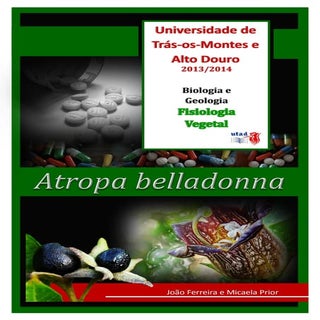 Atropa belladona (beladona)