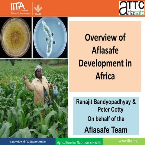 Overview of Aflasafe Development in Africa