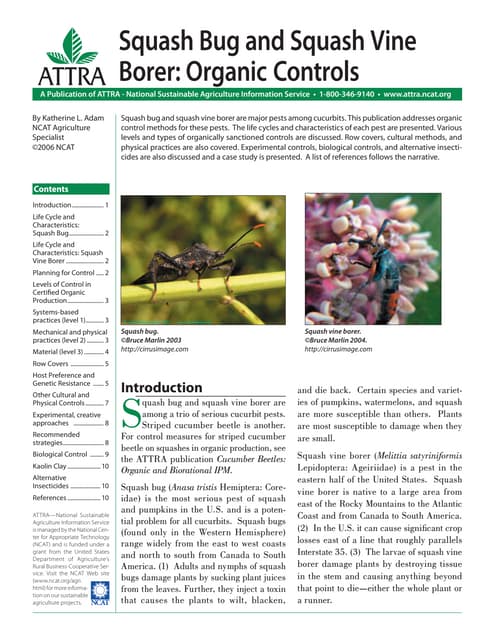 Squash Bug and Squash Vine Borer: Organic Controls