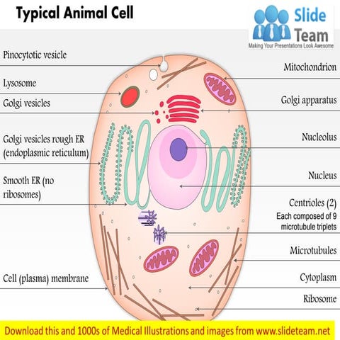A typical animal cell (as seen in an electron microscope) medical images for ...