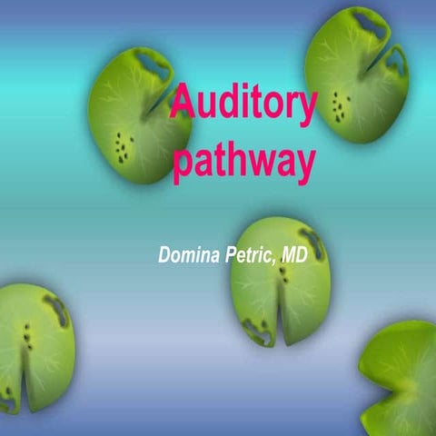 Auditory pathway
