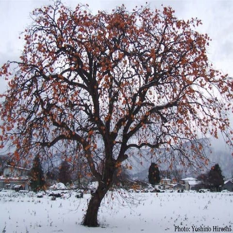 August 2018 odaiba university good place to live