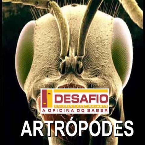 Aula de-artropodes 2017