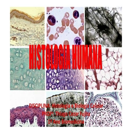 Aula.histo.conjuntivo1