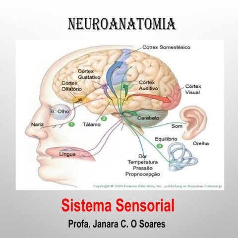 aula 03 sistema sensorial_motor 292.pptx
