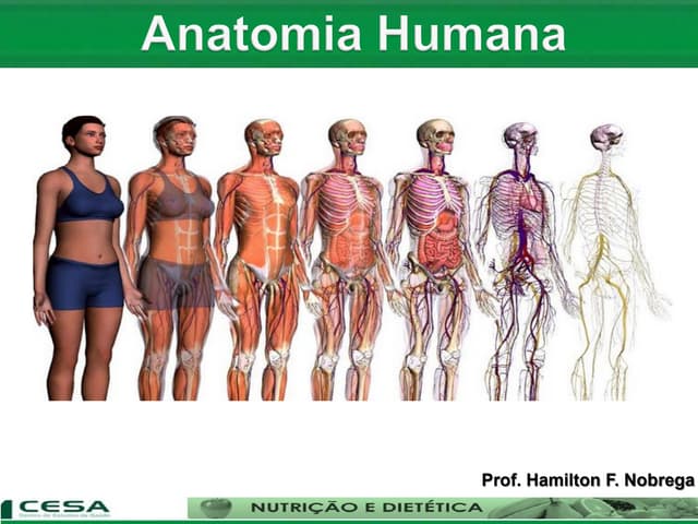 Aula 04   anatomia e fisiologia do ...