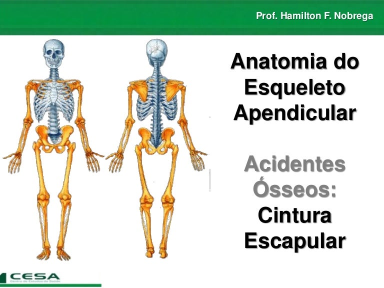 Quais Os Ossos Do Esqueleto Apendicular