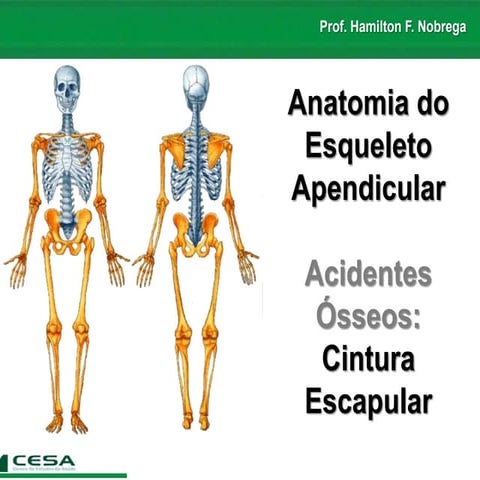 Aula 05   radiologia - anatomia do esqueleto apendicular - cintura escapular
