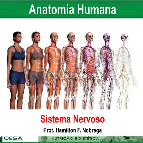 Aula 06   sistema nervoso - anatomia e fisiologia