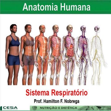 Aula 11   sistema respiratório