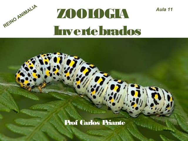 Zoologia dos Invertebrados