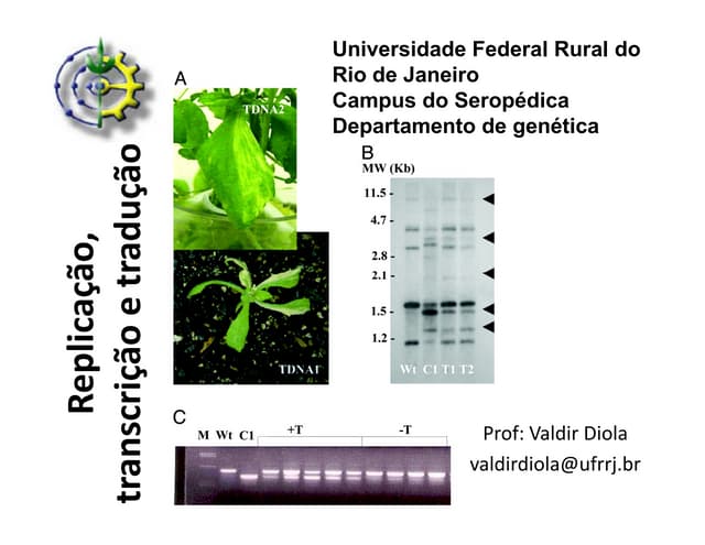 Aula 2   replicação, transcrição e ...