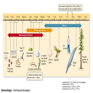 Aula 2 - Tipos de células e organelas.pptx