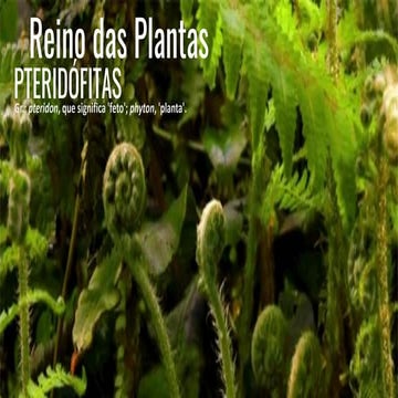 Aula 24 - Reino Plantae - Pteridófitas.pdf