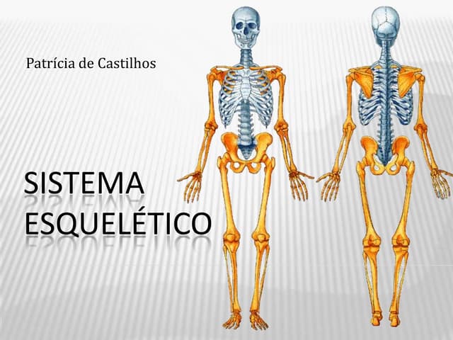Sistema esquelético