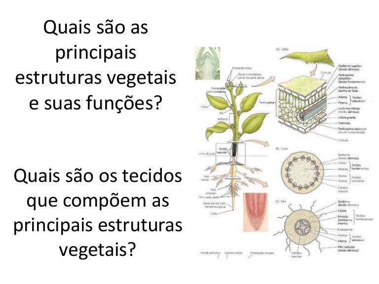 Fgv Sp Com Relação Aos Tecidos Vegetais