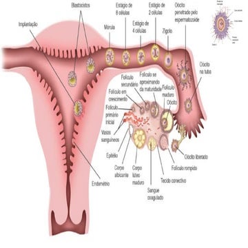 Aula 3 - Embriogênese - gemelaridade - teratogênese.pptx