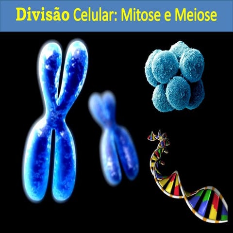 Aula 4. Divisão celular.pptxkkkkkkkkkkkkkkkkkkkkkkkkkkkkkkk