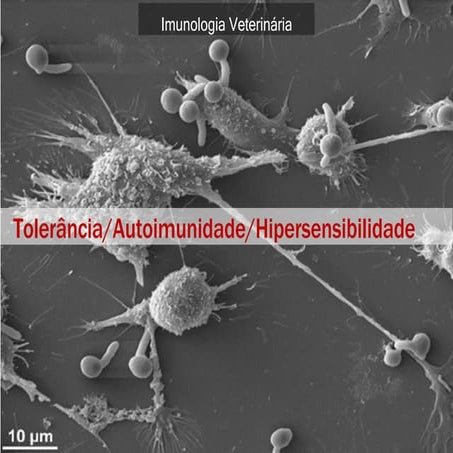 Aula 6 - Tolerância_Autoimunidade_Hipersensibilidade.pdf