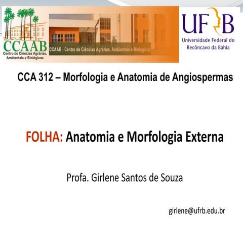 Aula 8 Folha_anatomia cca312.pdf