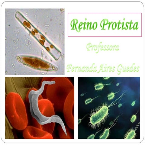 Aula completa reino protista