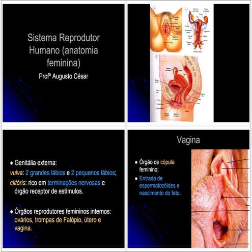 Sistema Reprodutor Humano(anatomia feminina) | PDF
