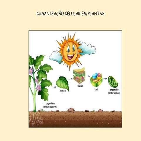 aulas de 1 a 4 botanica.pdf