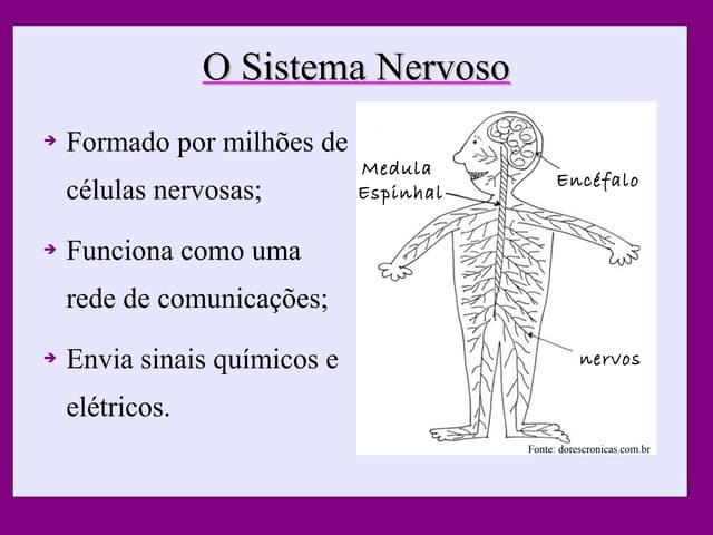 Aula sistema nervoso