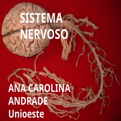 sistema nervoso aula 1 faculdade uniplam