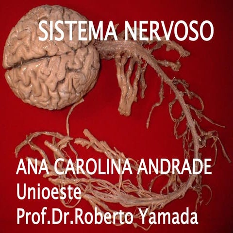 Anatomia do Sistema Nervoso