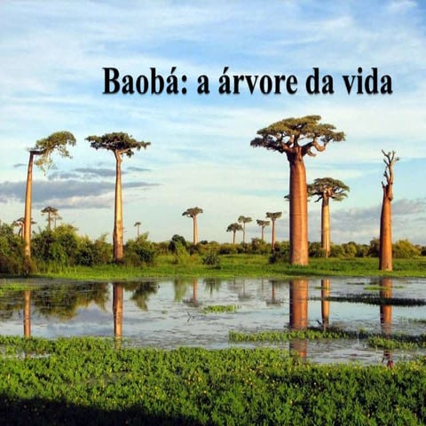 Aula sobre o baobá