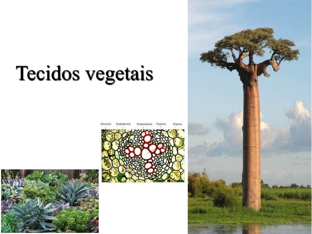 Aula tecidos vegetais