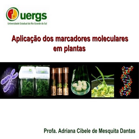 Marcadores moleculares em plantas