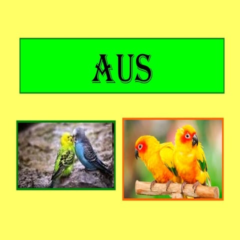 Aus | PPT