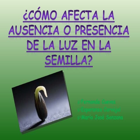 Ausencia o presencia de la luz en la semilla 8a