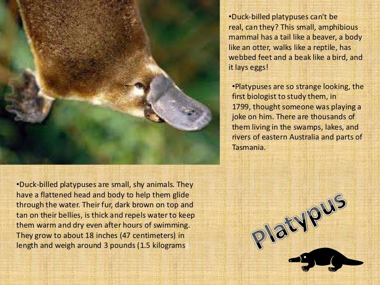 Austrailian Animals Presentation Austrailian Animals Presentation