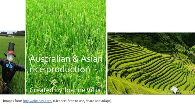 Australian and Asian Rice Production