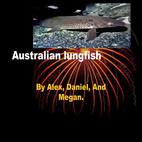 Australian Lungfish