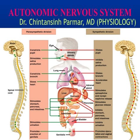 Autonomic nervous system