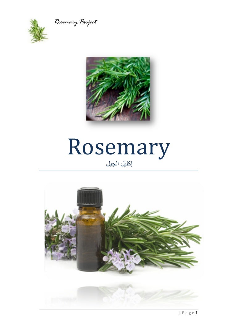 إكليل الجبل Rosemary