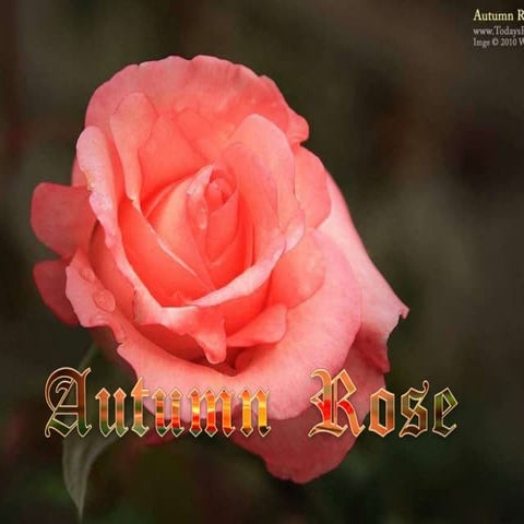 Autumn Rose | PPS