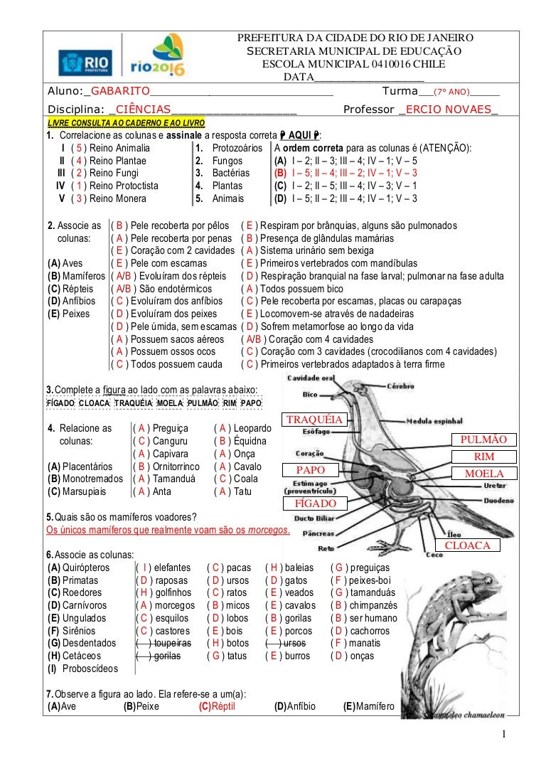 Atividades Animais Vertebrados E Invertebrados 7 Ano Com Gabarito