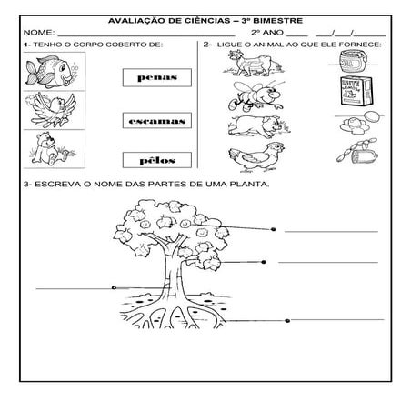 Avaliação de ciências /2º Ano