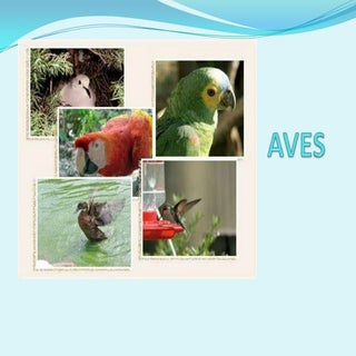 Aves