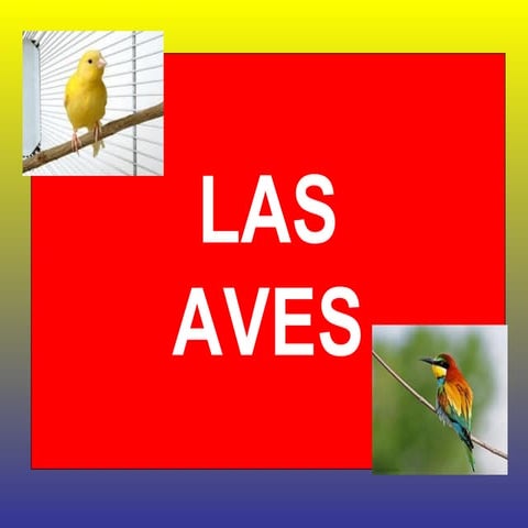 Aves