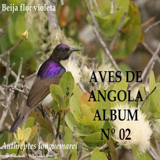 Aves de Angola - Album nº 02 