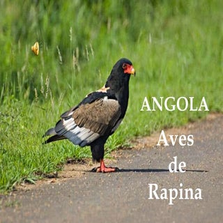 Aves de Angola - AVES DE RAPINA