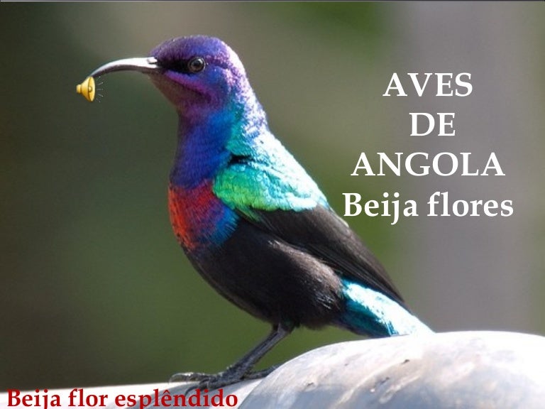 Aves De Angola Beija Flor