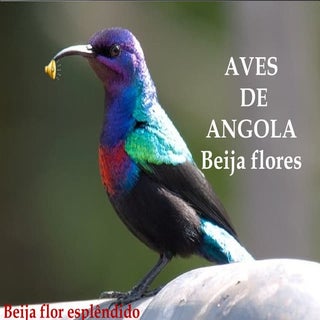 Aves de angola  - beija flor